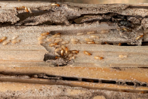 Reliable Keuka Park, NY Pest Control Solutions